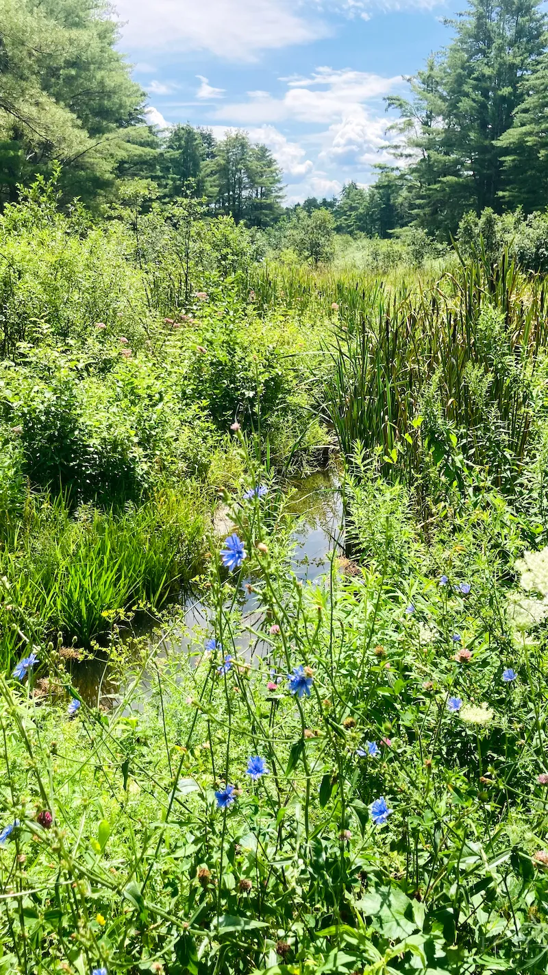 Little blue flowers guard the Bacon Brook as it winds away into cattails and brush and trees with a wisply blue sky in the background